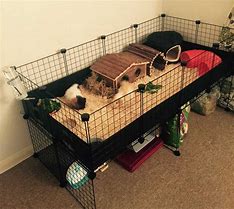 Image result for Guinea Pig C&C Cage