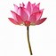 Image result for Lotus Wallpaper HD
