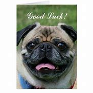 Image result for Good Luck Pug