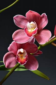orchidee fiori appassiti orchidee come fare potature e rinvasi dididonna orchidee fiori appassiti orchidee come fare potature e rinvasi dididonna