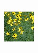Image result for Coreopsis tripteris