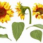Image result for Sunflower Cartoon Vecto