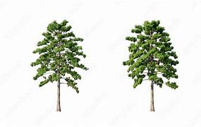 Image result for Pine Tree Alpha