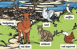 Image result for Native Animals Is Scotland