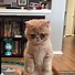 Image result for What's the Cat Stand Meme Called