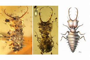 Image result for Fossil Insects