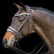 Image result for Bridle