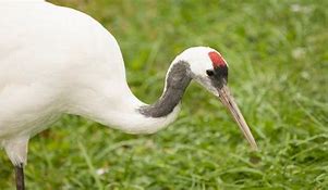 Image result for Crowned Crane Animal