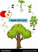 Image result for Apple Tree Timeline