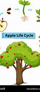 Image result for Apple Vector Diagram