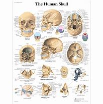 Image result for Different Human Skulls