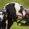Image result for Cool Dog Muzzle