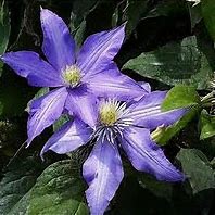 Image result for Belle Nantais Clematis Vines