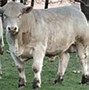 Image result for Cow Uterus