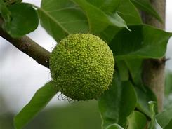 Image result for Osage Orange Tree Fruit