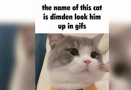 Image result for Cat Looking Up Meme