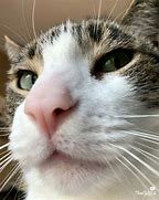 Image result for Funny Cat Side Eye