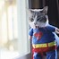 Image result for Buff Super Hero Cat