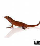 Image result for Red Anole Lizard