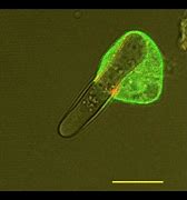 Image result for Dictyostelium Under Microscope