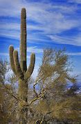Image result for South West Desert Landscape Cactus