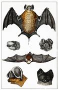 Image result for Antique Bat Brooch