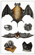 Image result for Cute Realistic Bat Art