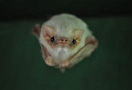 Image result for Grumpy White Bat