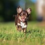 Image result for Beautiful Sweet Chihuahua Photos