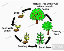 Image result for Cycle of Plants