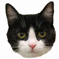 Image result for Life-Size Cat Print Out