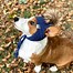 Image result for Corgis in Hats