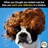 Image result for Funny Dog Meme T-shirts
