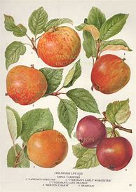 Image result for Vintage Antique Botanical Apple Illustration