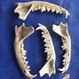 Image result for Fox Jaw Bone