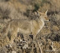 Image result for Wyle Coyote