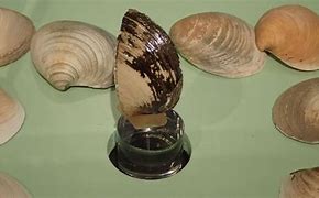 Image result for Old Clams