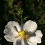 Image result for Anemone x hybrida Honorine Jobert