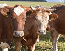 Image result for Old Cattle Pods