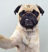 Image result for Dog Taking Selfie Meme