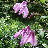 Image result for Clematis Aljonushka