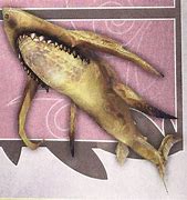 Image result for FFXIV Shark