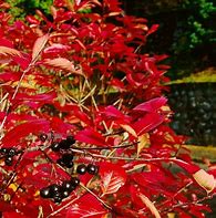 Image result for Aronia melanocarpa Autumn Magic