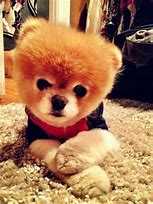 Image result for Cutest Dog Boo and Buddy