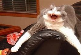 Image result for Haha Cat