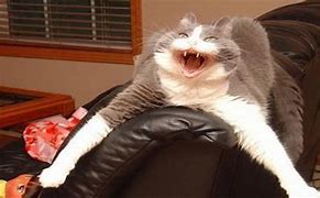 Image result for Happy Cat Meme YouTube