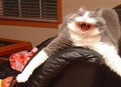 Image result for Funny Cat Haha