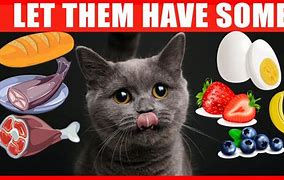 Image result for Food Table Cat Meme