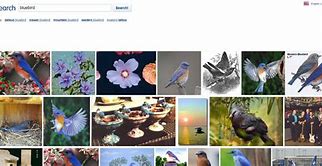 Image result for Best Image Search Engine