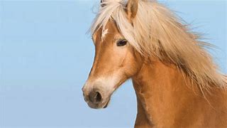 Image result for Beautiful Horse Wallpaper for My Tablet